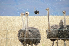 0737-Reis Zuid-Afrika2007
